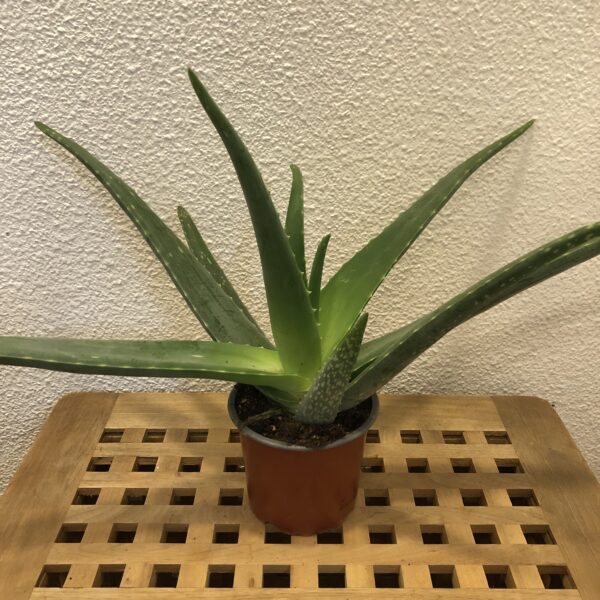 Planta Aloe