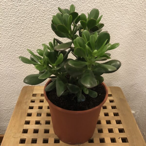 Planta Jade